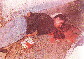 Pic 17 Sai Ram